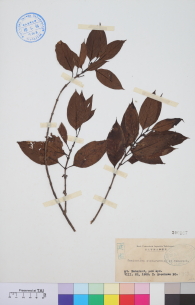 Specimen thumbnail